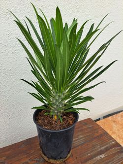 Madagascar Lamerei Desert Palm