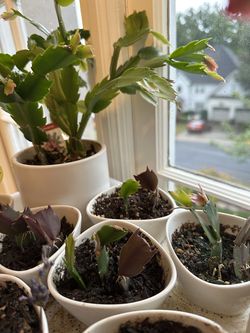 Fully rooted Christmas Cactus Plant cuttings