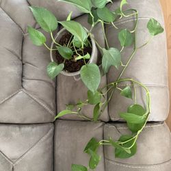Pothos indoor plant