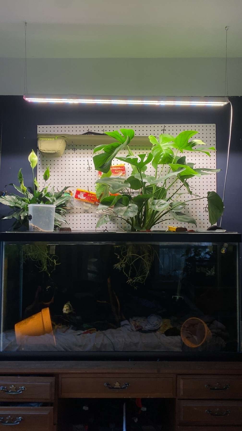 100 Gallon Glass Tank + Fluval FX6 Canister Filter — $550 OBO (Trades Welcome)