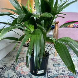 Beautiful Healthy Chinese Fan Palm 