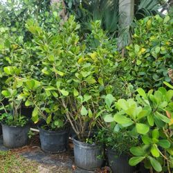 Beautiful Clusias Plants For Inmediate Privacy!!! 4 Feet Tall!!! Fertilized 