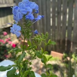 Plant Sale