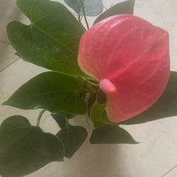 Anthurium Plant