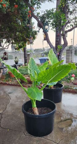 Elephant ear plants