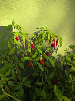 Birds Eye Chili or (Thai Chili) peppers  and Serrano 🌶️