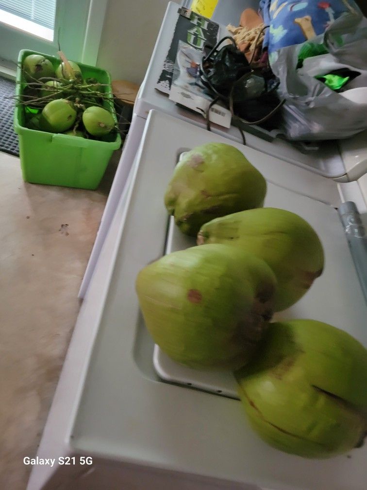 $1 Each Young Coconuts