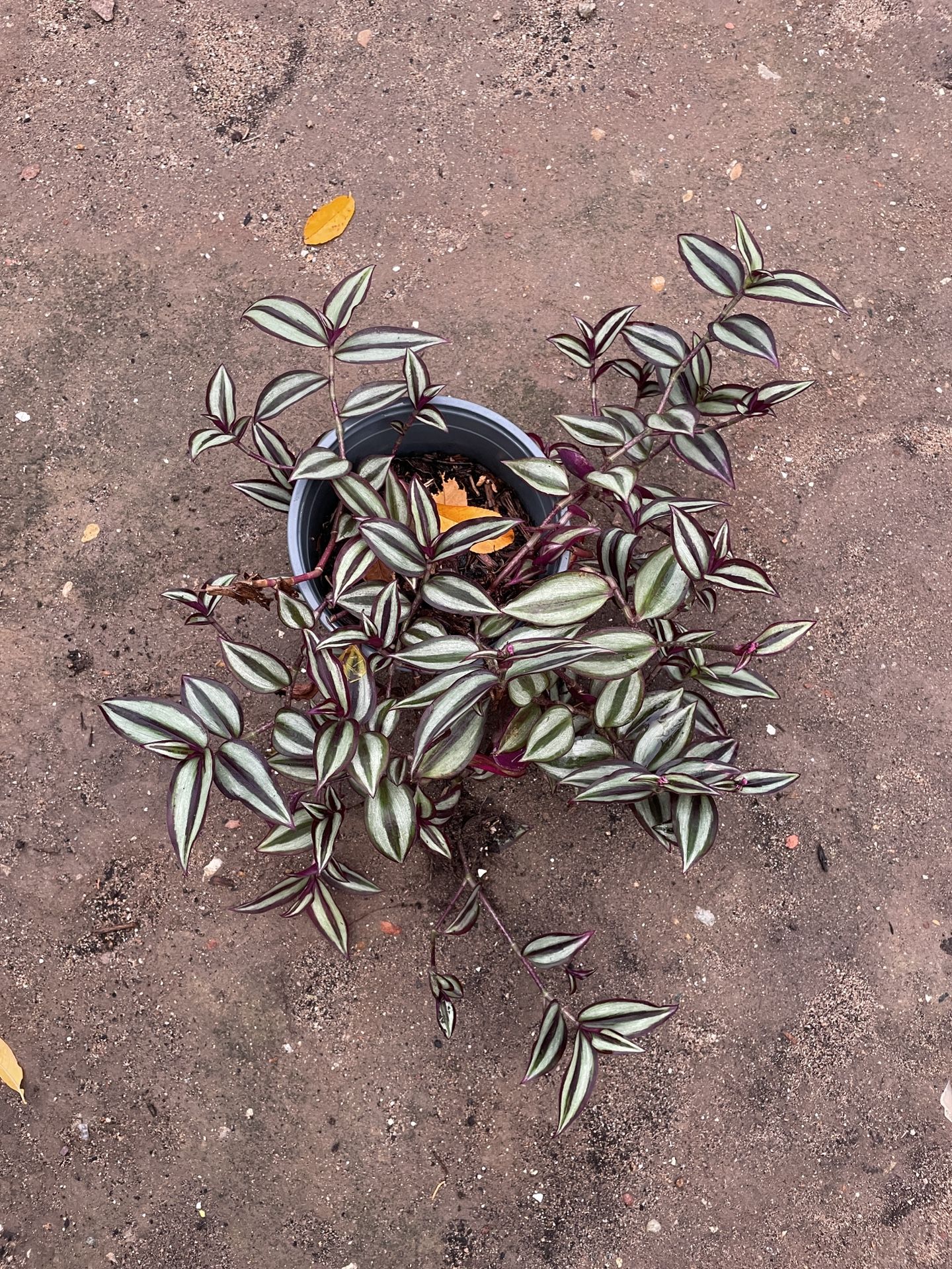 6in Pot Tradescantia Zebrina Plant