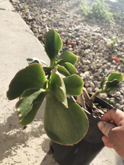 Orejita De Conejo