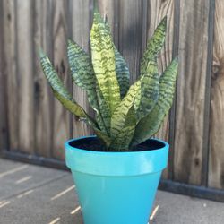 Indoor Mother-in-Law Or Snake Plant