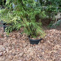 Black bamboo