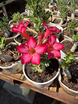 Desert Roses Pink