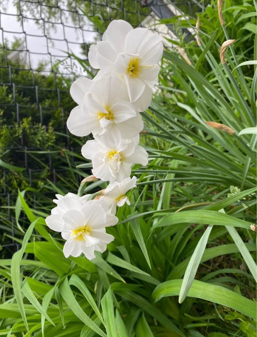 Outdoor Flowers - NARCISSUS