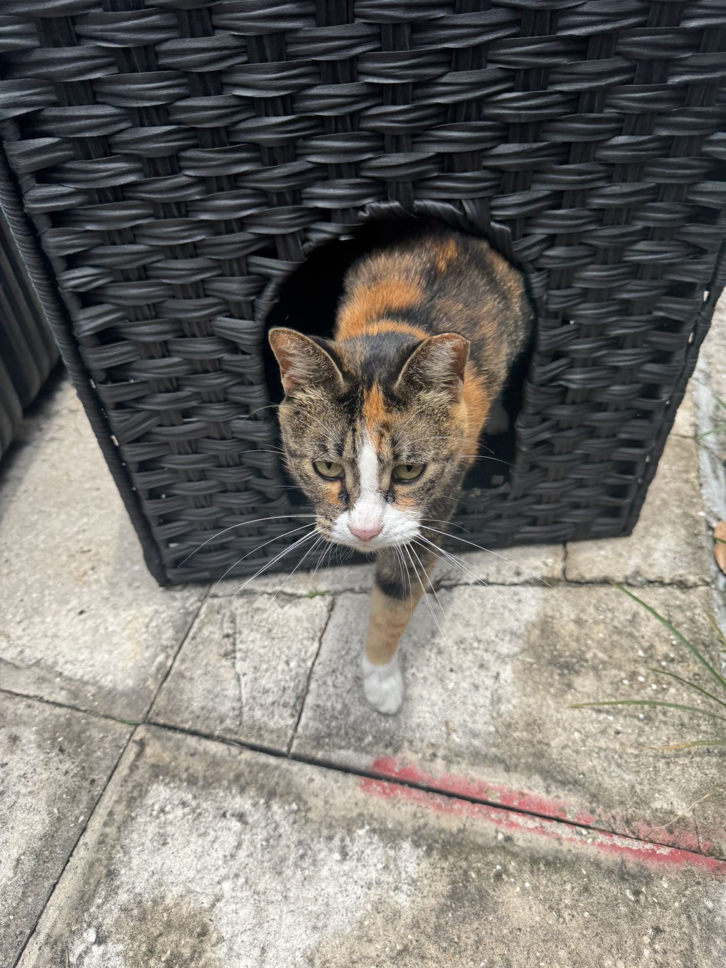 Pet Bed/house