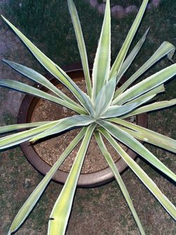 Effortlessly beautiful plants
