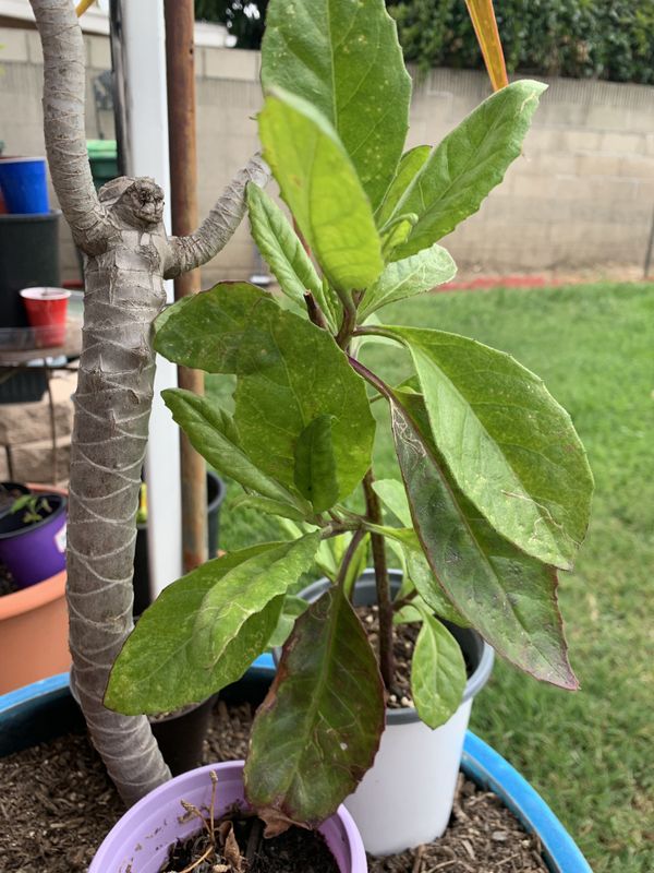 Insulin Plant Special for Sale in Costa Mesa, CA OfferUp