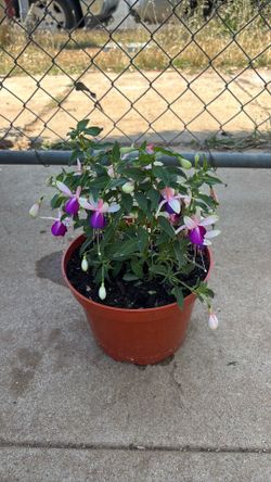 Hardy Fushia