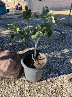 Fig tree