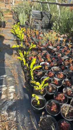 Dragon plants