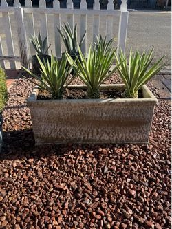 Agave plant with concrete pot