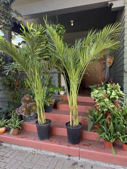 6 ft Tall- Cat Palm Trees