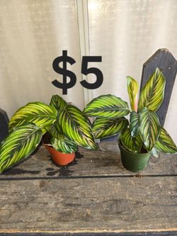 Calathea beauty star plants