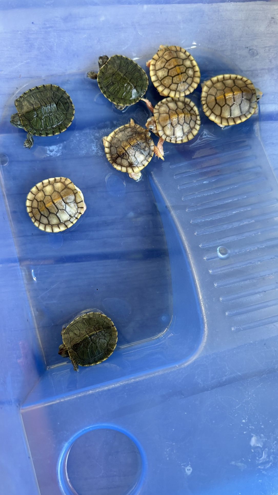 Turtle