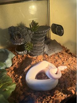Snake