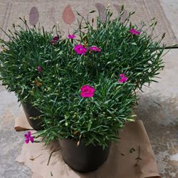 Dianthus Perennial Plants 