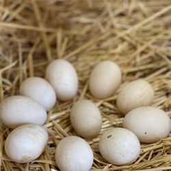Free Range Duck Eggs