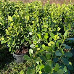 Clusias (Privacy Hedges)