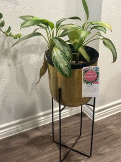 Plants, pots and stands