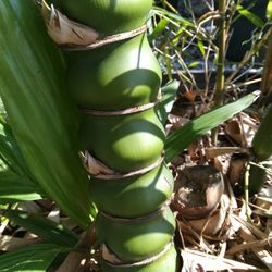 Bamboo Buddha Belly Wamin Dwarf Clumping Bamboo 