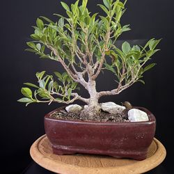 Ficus Microcarpa