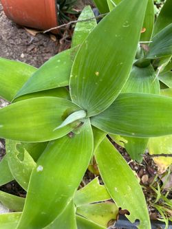Agave