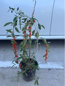 Goji Berry fruitting