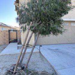 Acacia Tree 15 Feet Tall