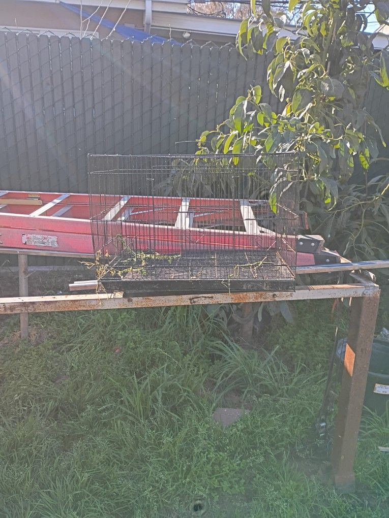 Bird Cage