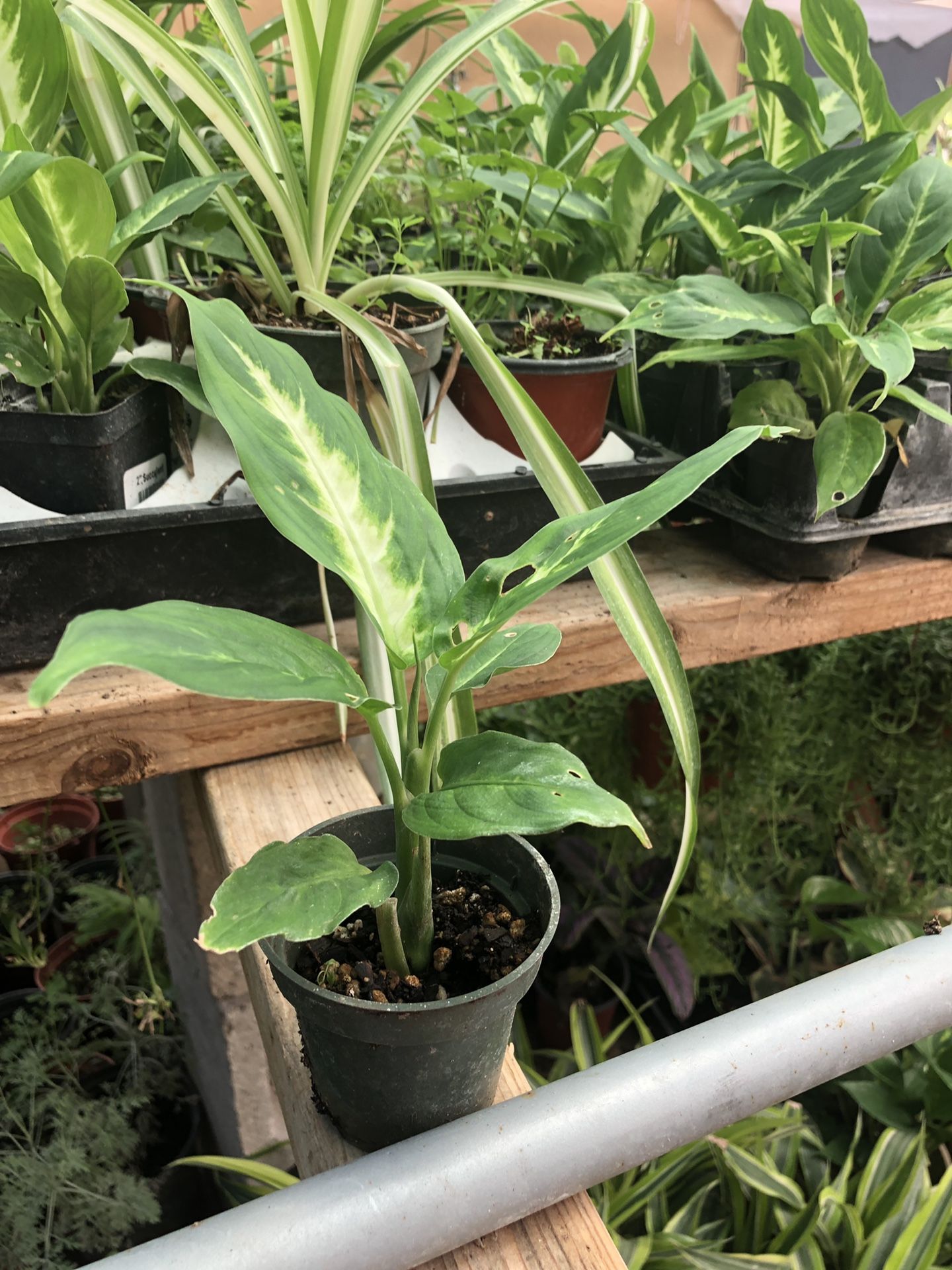 Onsale plant camellia dif in 2 in pot . Mini plant