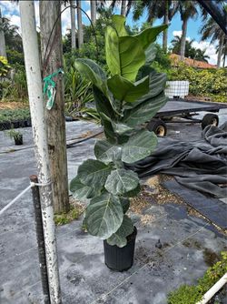 Ficus lyrata