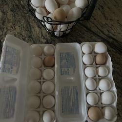 Fresh Eggs