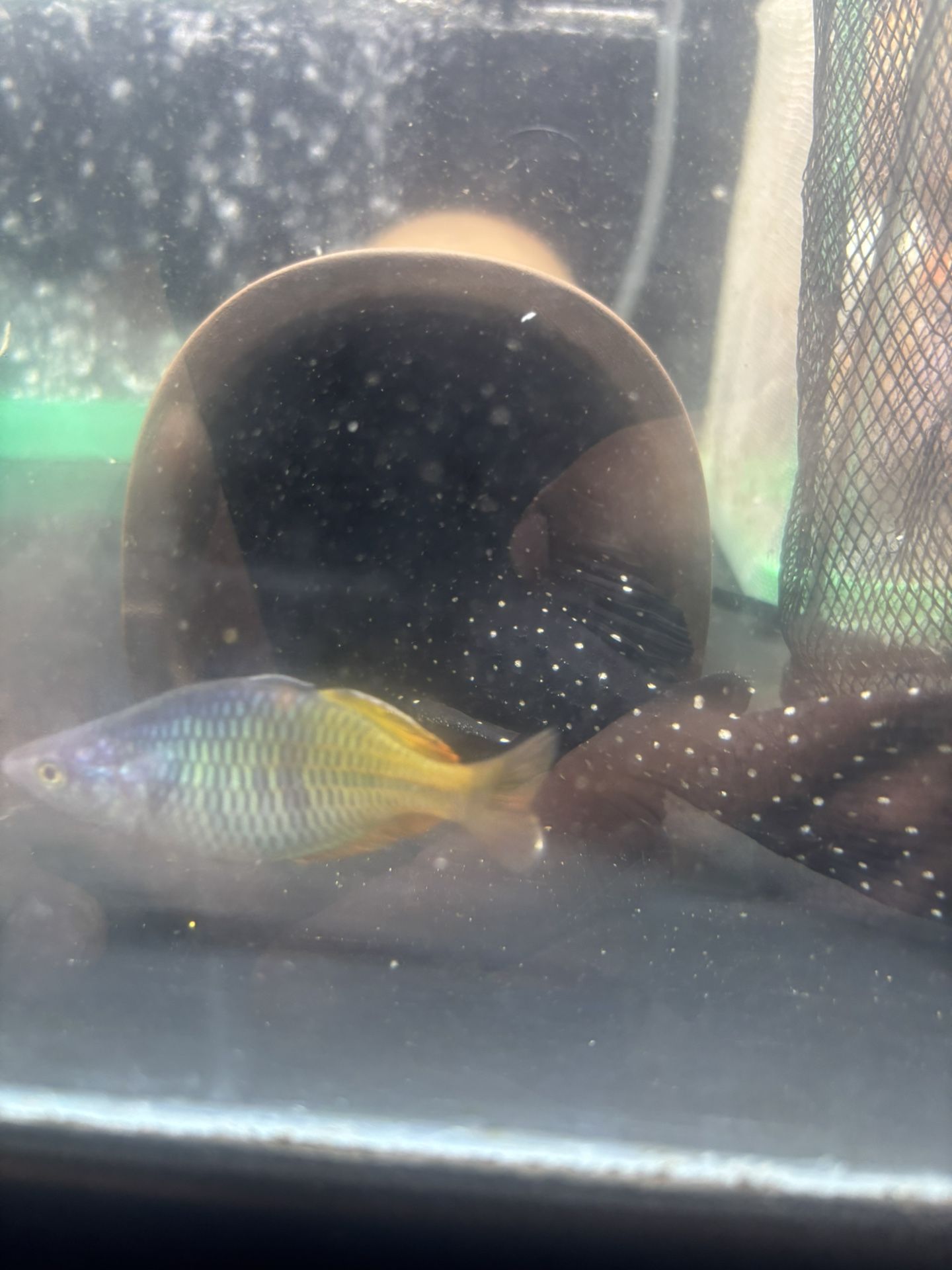 Plecos Fish Tank 