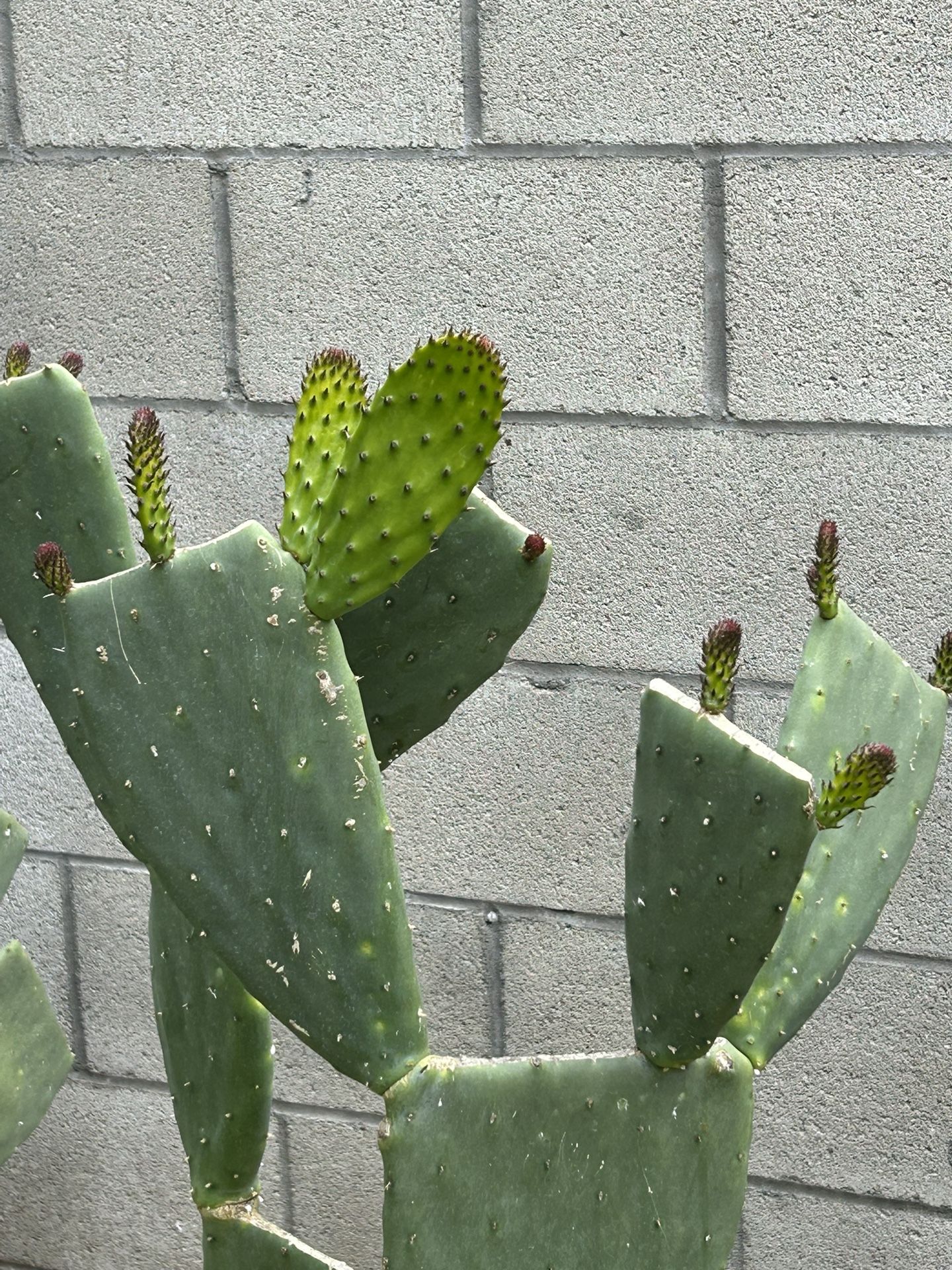 Pencas Con Nopales En 5 Galones 