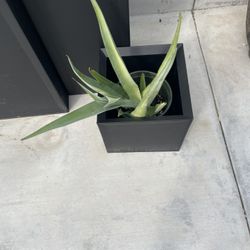 Agave Young Large Pot Not Included