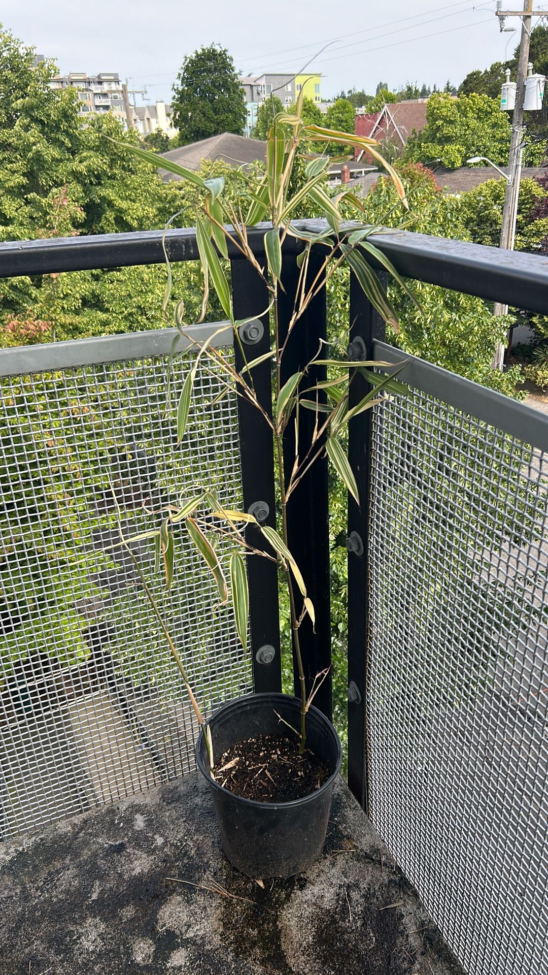 Bamboo