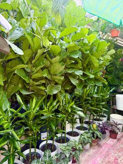 Plants (10”pot x 3ft tall🌿Dracaena “Fortune plants” Cintho Cane $15 each)