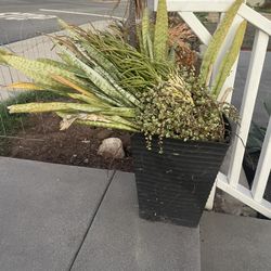 Free Succulents 