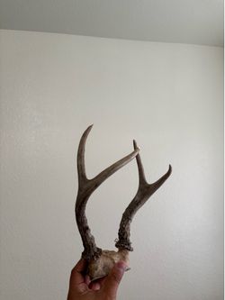 Deer antler