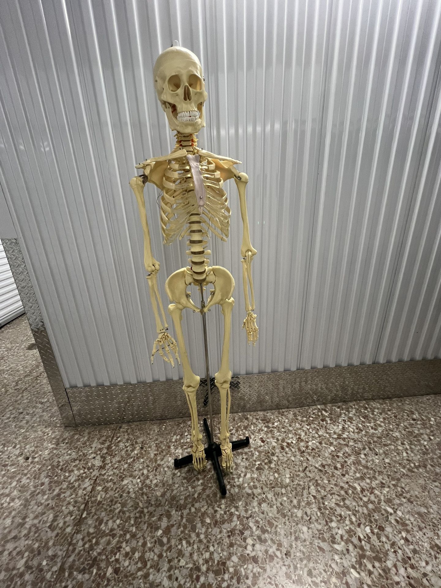 United Scientific Human Skeleton Model Life Sized 