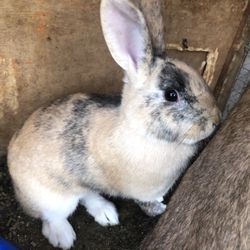 Selling Bunny’s! 